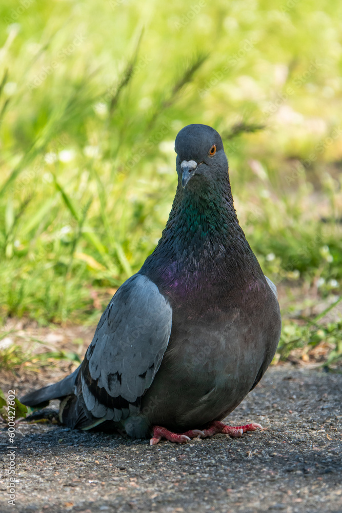 Obraz premium Beautiful photo of The pigeon and green grass. Gray Dove standing in grass. A bird on the street close up