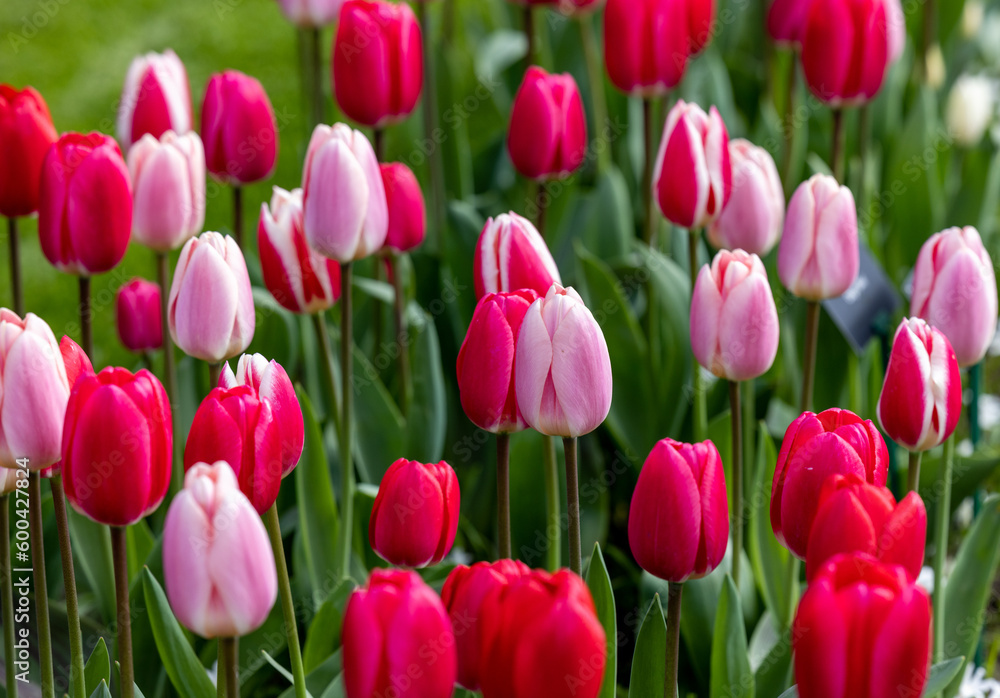 red and pink tulips blooming in a garden red and pink tulips blooming in a garden