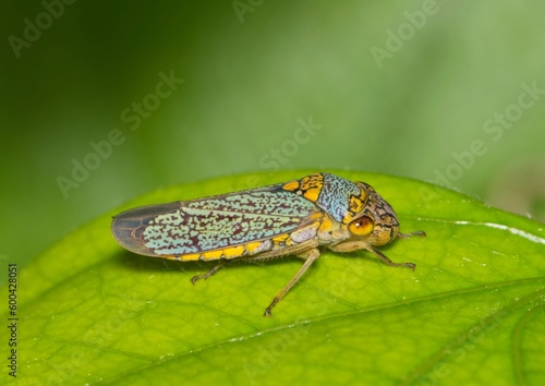 Broad-Headed Sharpshooter Oncometopia orbona on leaf nature Springtime pest control. photo