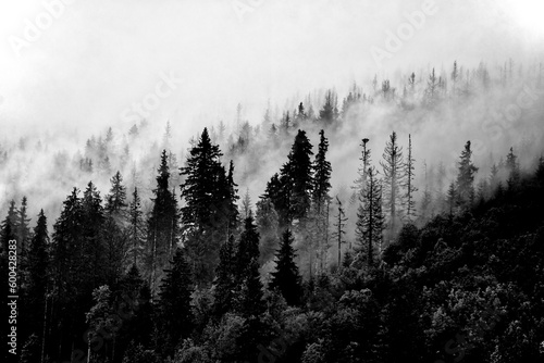 Tableau sur toile black and white photo of forest in mountains