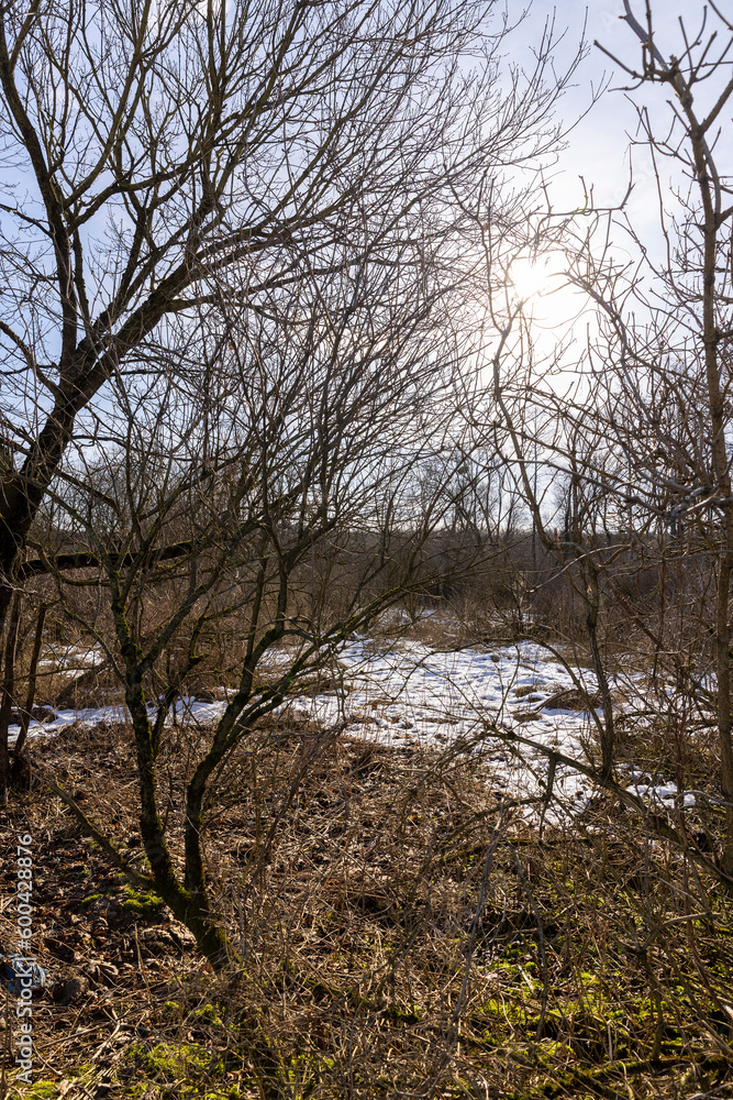 deciduous trees in winter during the day in sunny weather deciduous trees in winter during the day in sunny weather