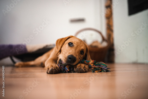 Obraz na plátně Labrador retriever puppy chewing on a toy