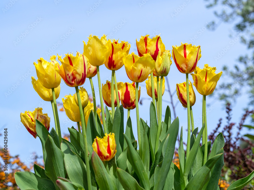 Beautiful yellow and red tulips variety Party Clown Beautiful yellow and red tulips variety Party Clown