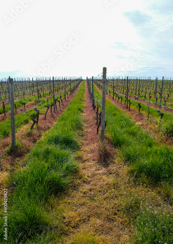 Permanent grass cover crops grown in vineyard alleyways. The weed-free strip under the trellis. Vineyard floor management.