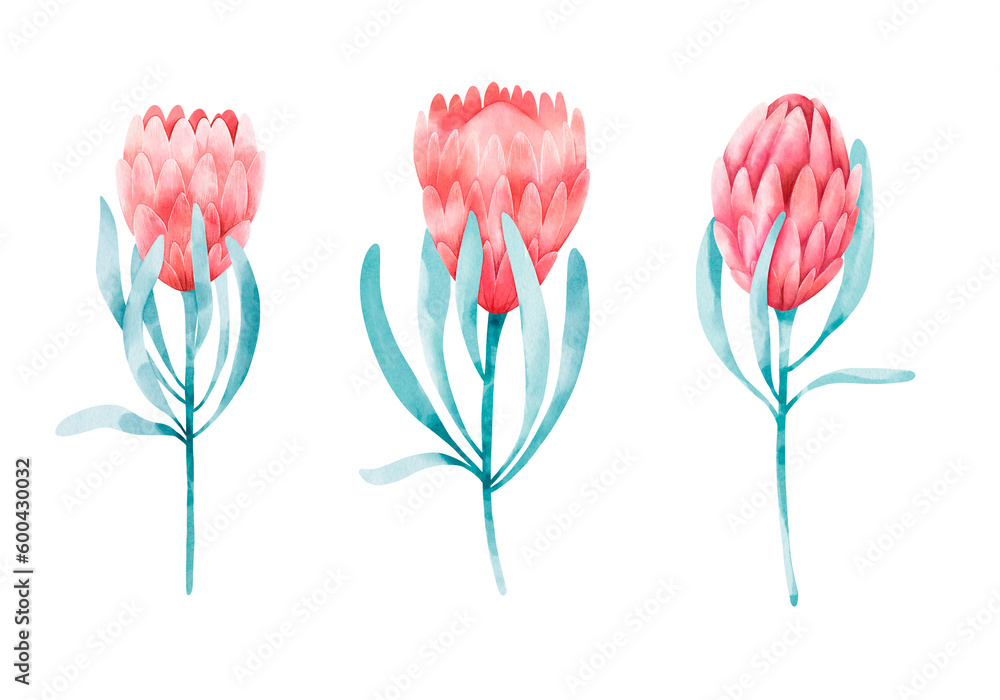 Set of protea isolated on white color. Digital watercolor design