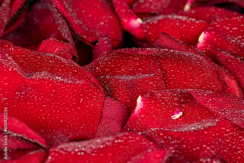 beautiful dried rose petals in drops of pure water