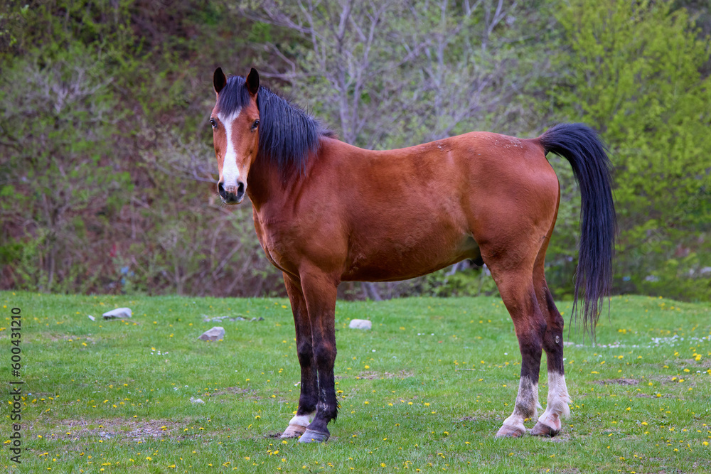 portrait with a horse in a natural environment on a meadow on a spring day portrait with a horse in a natural environment on a meadow on a spring day