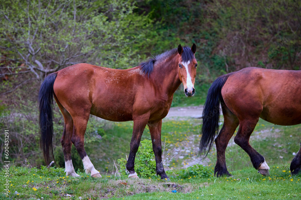 portrait with a horse in a natural environment on a meadow on a spring day portrait with a horse in a natural environment on a meadow on a spring day