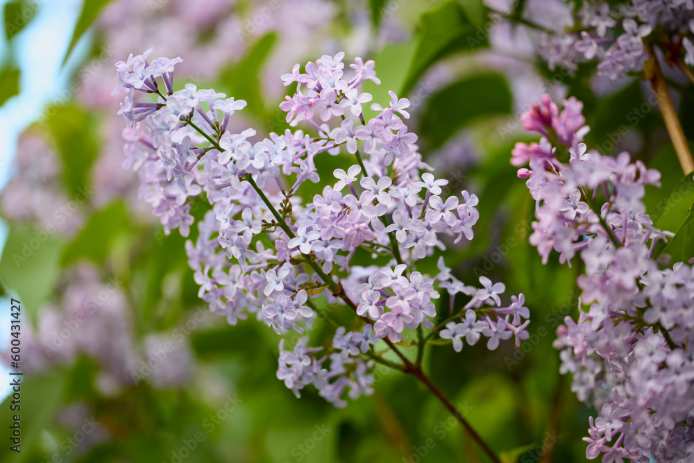 close up with a lilac flower with blurred background