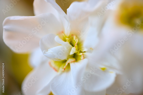 close up with a white daffodil flower, macro photo