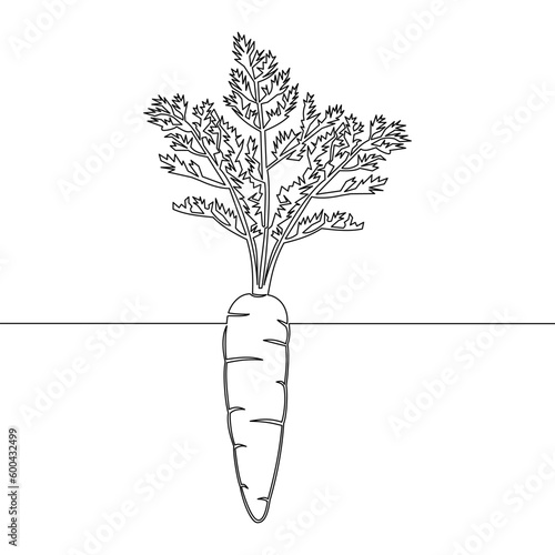 Continuous line drawing Carrot vegetable Growing carrot plant icon vector illustration concept