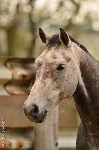 blue gray horse by fence