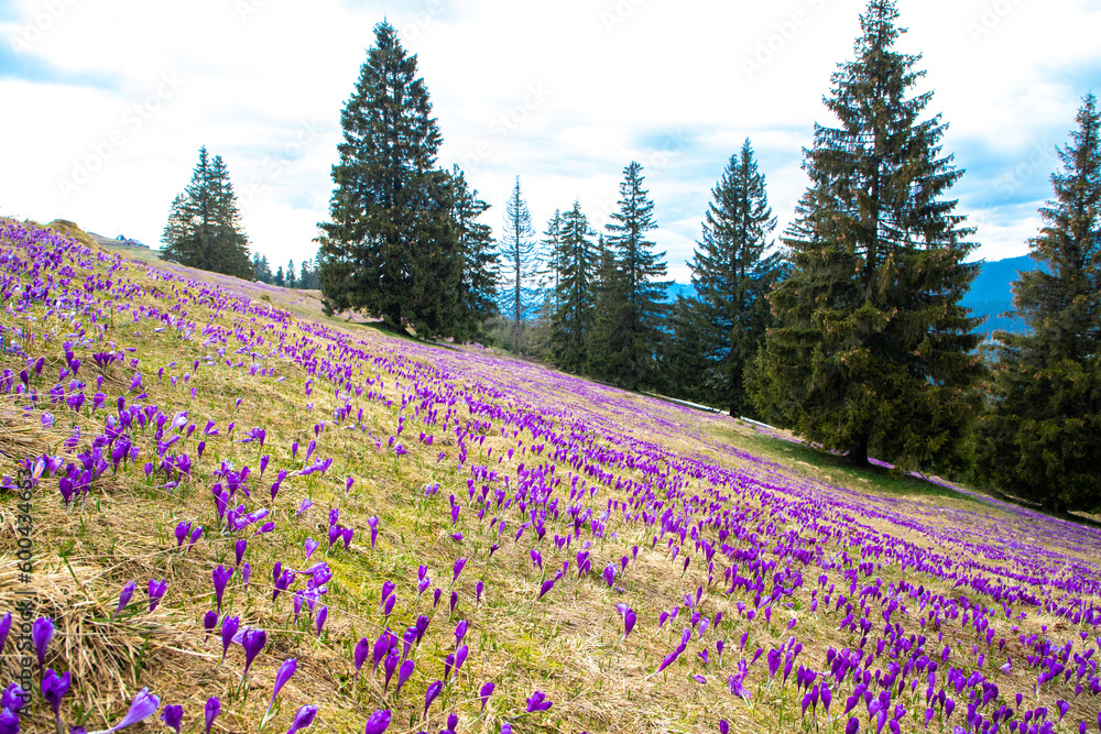 Landscape with a carpet of crocus flowers on a mountain field