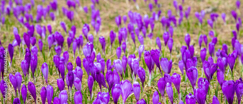 Many crocus flowers on the ground in natural habitat