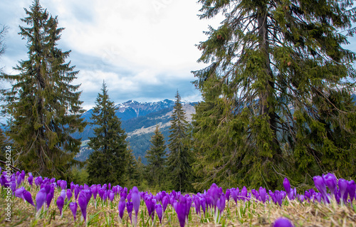 Landscape with a carpet of crocus flowers on a mountain field © sebi_2569