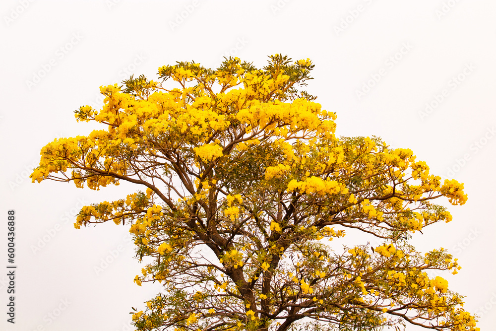 Golden yellow flower blossom tree blossom in spring time or India linden (Handroanthus chrysanthus) guayacan in park in nature day light. In evening atmosphere with golden sky is background.