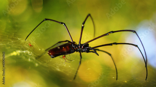 Stock photo of Golden Orb-Weaver Spider red-red body, red legs and yellow rings against a blurry background
