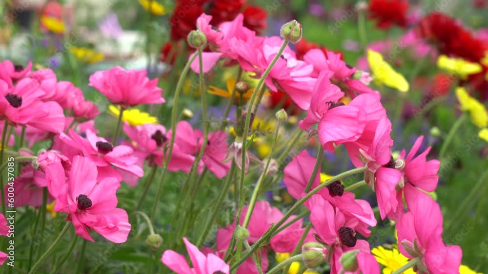 Spring flowers in blooming season