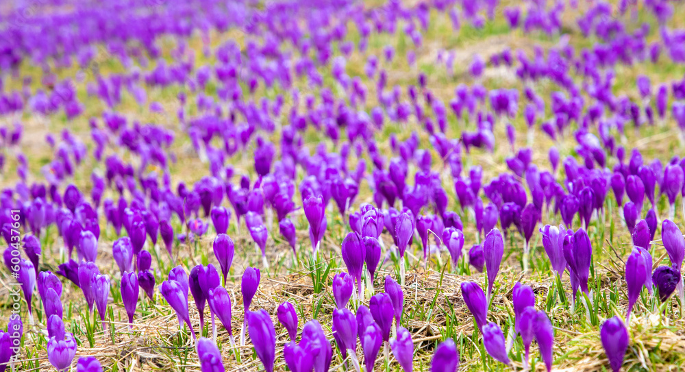 Naklejka premium Many crocus flowers on the ground in natural habitat