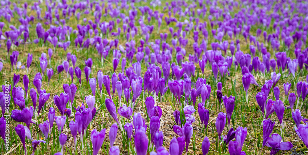 Naklejka premium Field of wild purple crocuses with selective focus