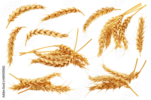 Obraz na plátně Wheat isolated on white background, full depth of field