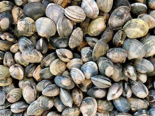 Aerial view of fresh clams, quahogs.
