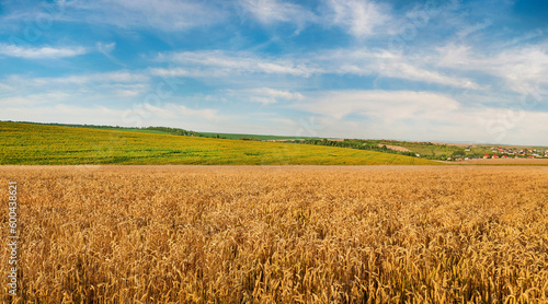 a field of ripe cereals and sunflowers on the hills. Fields of wheat and sunf...