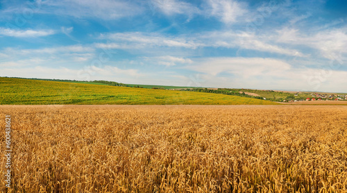 a field of ripe cereals and sunflowers on the hills. Fields of wheat and sunflowers, blue sky with clouds and space for text.