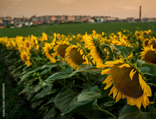 Sunflower flowers in the field outside the city, close-up, city on the horizo...
