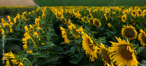 beautiful golden sunflower field, close up of large flowers in the rows of th...