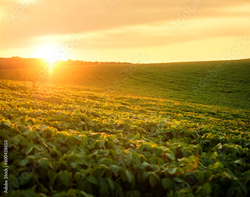 a field with green soybean leaves in the light of the setting sun, in the eve...