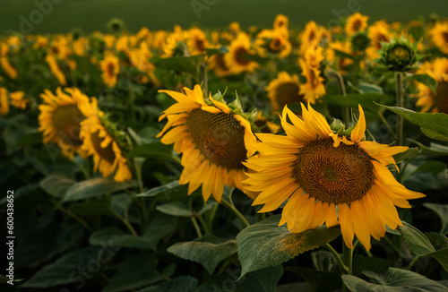 beautiful golden sunflower field, close-up of large flowers