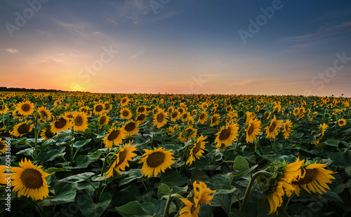 beautiful golden sunflower field at sunset, summer agricultural scene in the ...