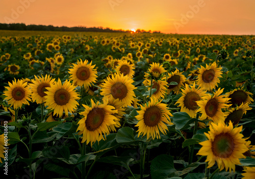 Wonderful panoramic view from above field of sunflowers by summertime at sunset