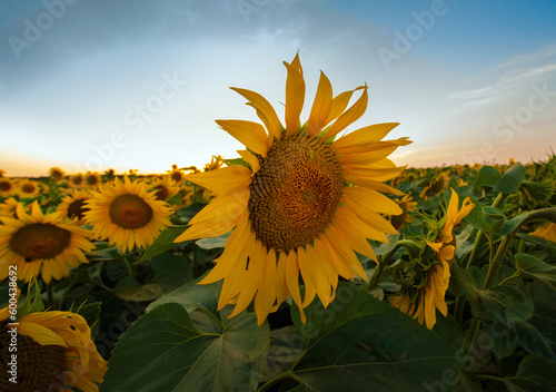 Sunflower field landscape with big flower in front photo