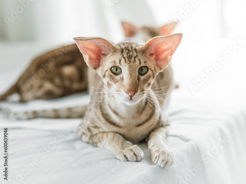 Close-up portrait of cute oriental purebreed small cat lying on bed and looking into camera