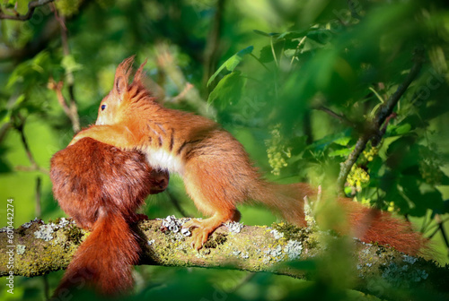two squirrels fighting in the tree © Thomas