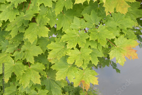 Leaves of maple branches in early autumn. Autumn background on the background of the pond. Place for text