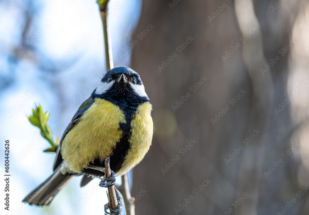 Fototapeta premium Tit on a tree branch in spring close-up.