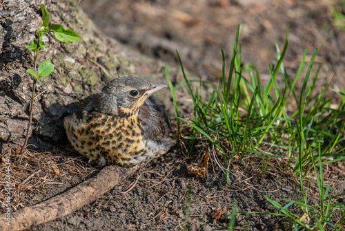 A young blackbird is sitting in the forest on the ground.
