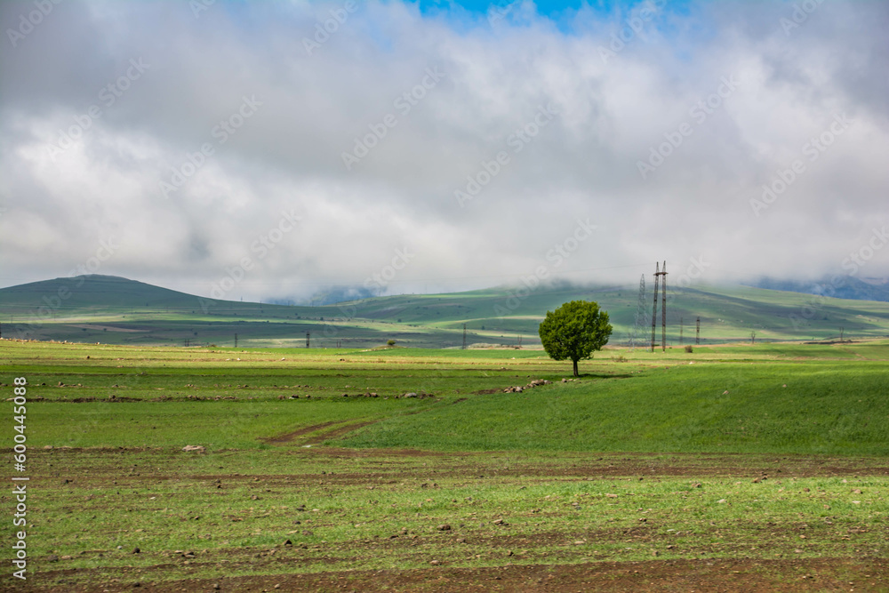 Green fields and a lone tree. Nice landscape