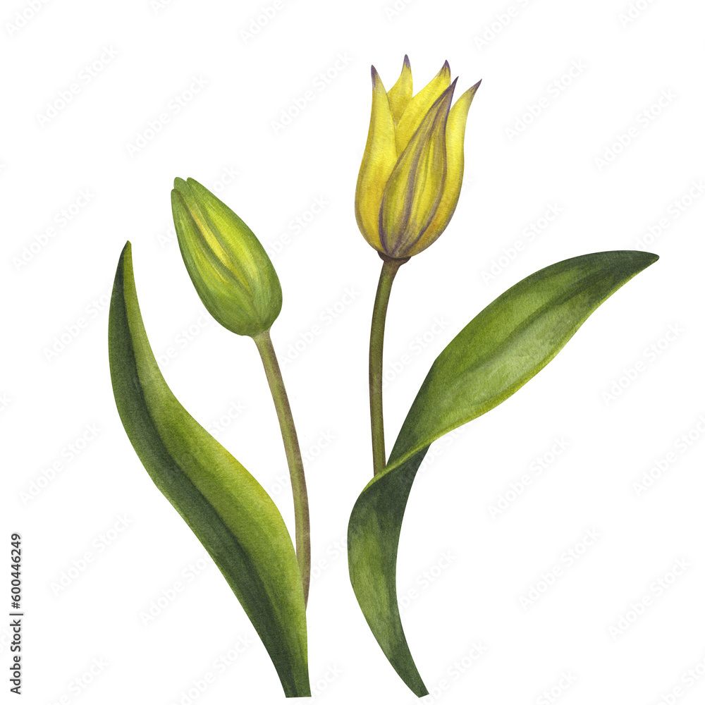 Obraz premium Yellow Bieberstein tulip. Lily. Early blooming. Spring flower. Hand-drawn watercolor illustration isolated on white background. For use card, poster, label, scrapbook, logo