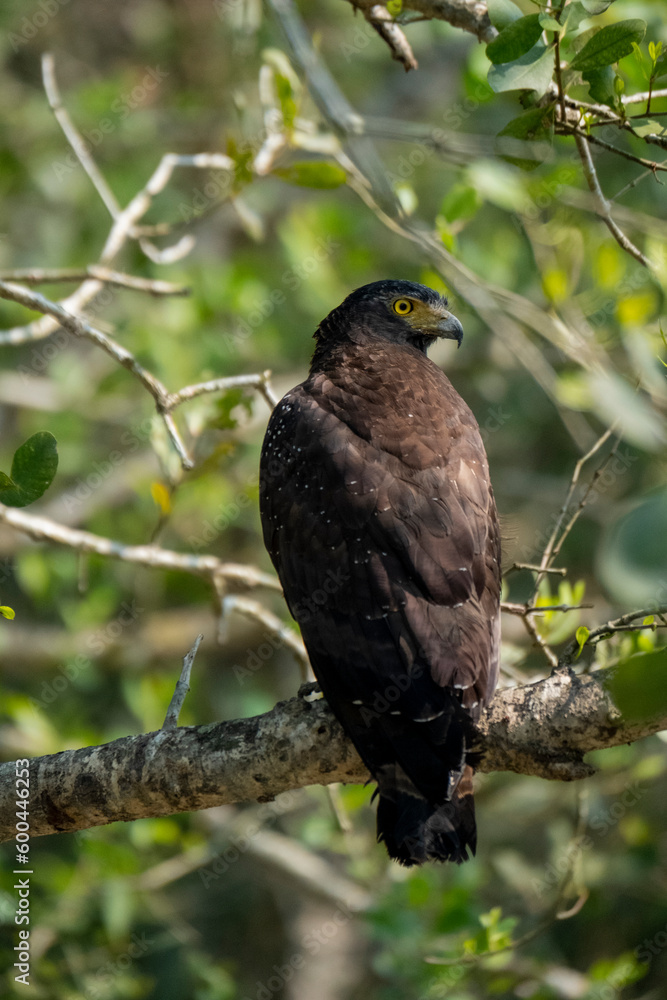 Crested serpent eagle bird sitting on a tree from sundarban Bangladesh