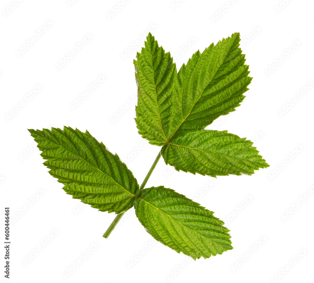 Fresh young green leaf of Raspberry isolated on white background. Selective focus. Fresh young green leaf of Raspberry isolated on white background. Selective focus.