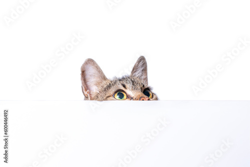 Bilde på lerret mongrel tabby cat peeks out from behind a white surface on a light  background