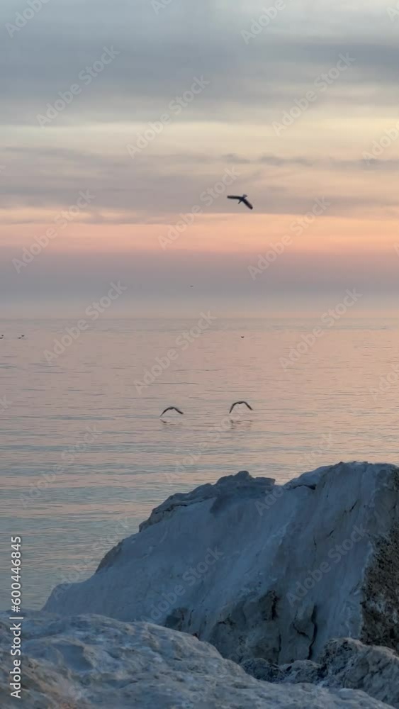 Seagulls Flying Over Sea at Sunset Seagulls Flying Over Sea at Sunset