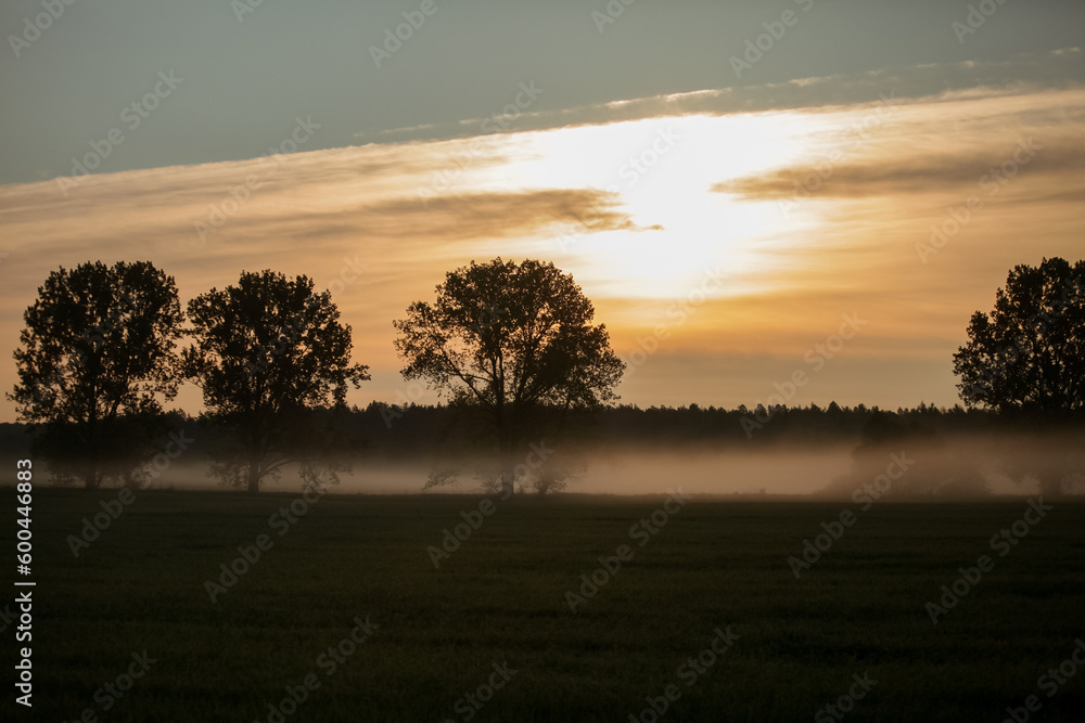 haze fog creeps across the field between the trees at dawn