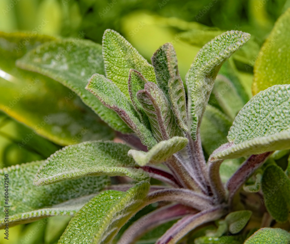 Obraz premium Salvia plant