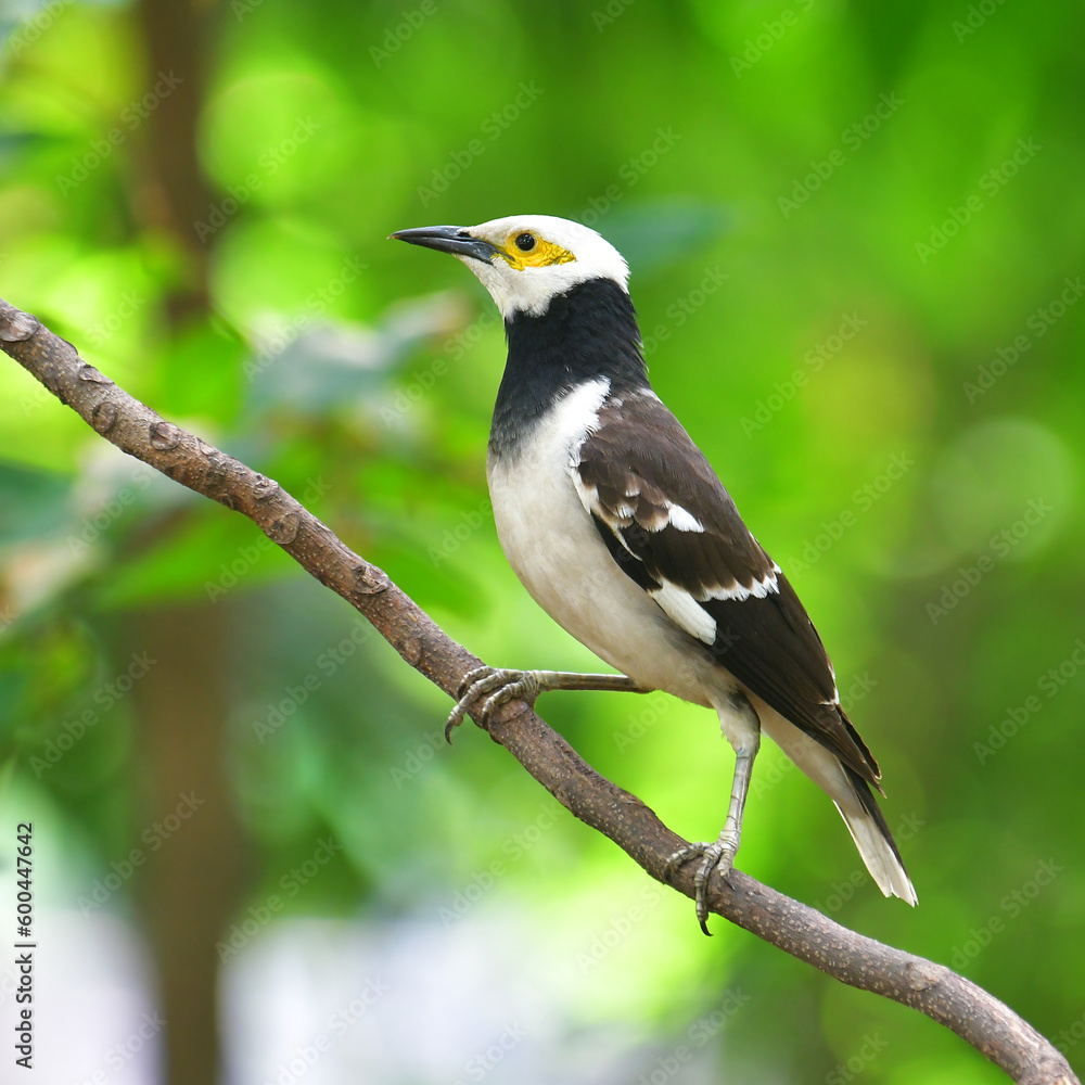 Fototapeta premium Black-collared Starling Bird​ (Sturnus nigricollis) perching on the branch.