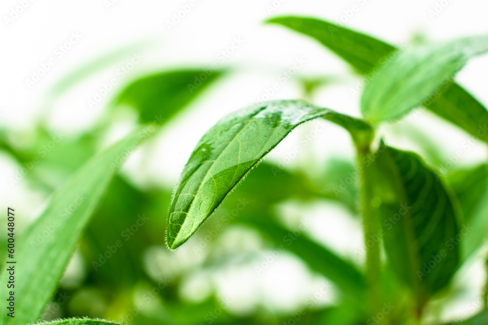Mung shoots close up. Green gram saplings on white background. Homegrown sprouts of mung bean. Vigna radiata young plants. Mung shoots close up. Green gram saplings on white background. Homegrown sprouts of mung bean. Vigna radiata young plants.